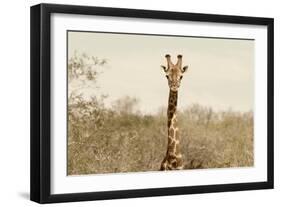 Awesome South Africa Collection - Giraffe Portrait II-Philippe Hugonnard-Framed Photographic Print