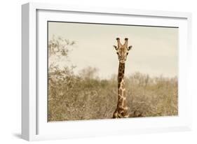 Awesome South Africa Collection - Giraffe Portrait II-Philippe Hugonnard-Framed Photographic Print