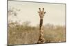 Awesome South Africa Collection - Giraffe Portrait II-Philippe Hugonnard-Mounted Photographic Print