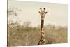 Awesome South Africa Collection - Giraffe Portrait II-Philippe Hugonnard-Stretched Canvas