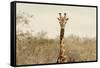 Awesome South Africa Collection - Giraffe Portrait II-Philippe Hugonnard-Framed Stretched Canvas