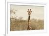 Awesome South Africa Collection - Giraffe Portrait II-Philippe Hugonnard-Framed Photographic Print