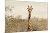 Awesome South Africa Collection - Giraffe Portrait II-Philippe Hugonnard-Mounted Photographic Print
