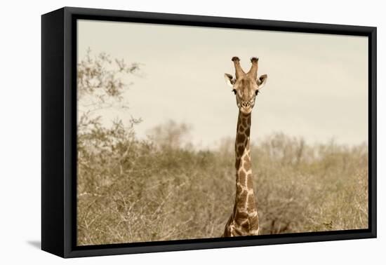 Awesome South Africa Collection - Giraffe Portrait II-Philippe Hugonnard-Framed Stretched Canvas