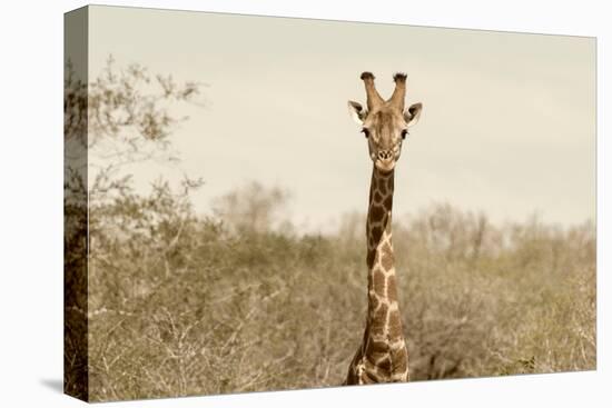 Awesome South Africa Collection - Giraffe Portrait II-Philippe Hugonnard-Stretched Canvas