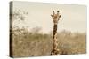 Awesome South Africa Collection - Giraffe Portrait II-Philippe Hugonnard-Stretched Canvas