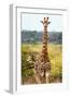 Awesome South Africa Collection - Giraffe Portrait-Philippe Hugonnard-Framed Photographic Print