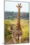 Awesome South Africa Collection - Giraffe Portrait-Philippe Hugonnard-Mounted Photographic Print