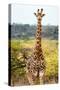 Awesome South Africa Collection - Giraffe Portrait-Philippe Hugonnard-Stretched Canvas