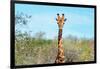 Awesome South Africa Collection - Giraffe Portrait-Philippe Hugonnard-Framed Photographic Print