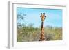 Awesome South Africa Collection - Giraffe Portrait-Philippe Hugonnard-Framed Photographic Print