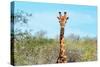 Awesome South Africa Collection - Giraffe Portrait-Philippe Hugonnard-Stretched Canvas