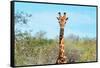 Awesome South Africa Collection - Giraffe Portrait-Philippe Hugonnard-Framed Stretched Canvas