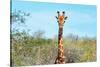 Awesome South Africa Collection - Giraffe Portrait-Philippe Hugonnard-Stretched Canvas