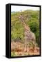 Awesome South Africa Collection - Giraffe V-Philippe Hugonnard-Framed Stretched Canvas