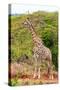 Awesome South Africa Collection - Giraffe V-Philippe Hugonnard-Stretched Canvas