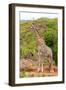 Awesome South Africa Collection - Giraffe V-Philippe Hugonnard-Framed Photographic Print