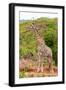 Awesome South Africa Collection - Giraffe V-Philippe Hugonnard-Framed Photographic Print