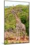 Awesome South Africa Collection - Giraffe V-Philippe Hugonnard-Mounted Photographic Print