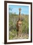 Awesome South Africa Collection - Giraffe-Philippe Hugonnard-Framed Photographic Print
