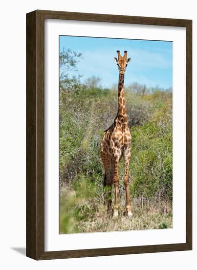 Awesome South Africa Collection - Giraffe-Philippe Hugonnard-Framed Photographic Print