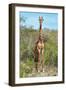 Awesome South Africa Collection - Giraffe-Philippe Hugonnard-Framed Photographic Print