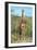 Awesome South Africa Collection - Giraffe-Philippe Hugonnard-Framed Photographic Print