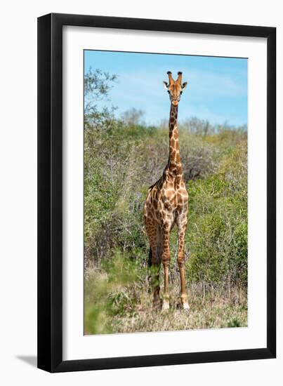 Awesome South Africa Collection - Giraffe-Philippe Hugonnard-Framed Photographic Print