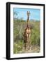 Awesome South Africa Collection - Giraffe-Philippe Hugonnard-Framed Photographic Print