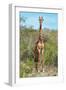 Awesome South Africa Collection - Giraffe-Philippe Hugonnard-Framed Photographic Print