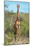 Awesome South Africa Collection - Giraffe-Philippe Hugonnard-Mounted Photographic Print