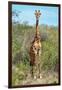 Awesome South Africa Collection - Giraffe-Philippe Hugonnard-Framed Photographic Print