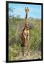 Awesome South Africa Collection - Giraffe-Philippe Hugonnard-Framed Photographic Print