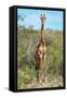 Awesome South Africa Collection - Giraffe-Philippe Hugonnard-Framed Stretched Canvas