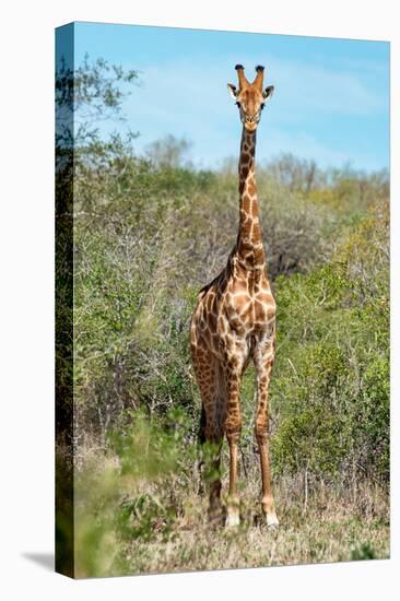 Awesome South Africa Collection - Giraffe-Philippe Hugonnard-Stretched Canvas