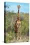 Awesome South Africa Collection - Giraffe-Philippe Hugonnard-Stretched Canvas