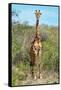 Awesome South Africa Collection - Giraffe-Philippe Hugonnard-Framed Stretched Canvas