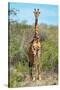 Awesome South Africa Collection - Giraffe-Philippe Hugonnard-Stretched Canvas