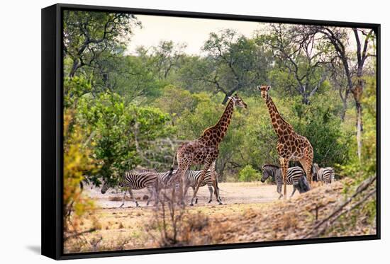 Awesome South Africa Collection - Giraffes and Burchell's Zebra-Philippe Hugonnard-Framed Stretched Canvas