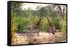 Awesome South Africa Collection - Giraffes and Burchell's Zebra-Philippe Hugonnard-Framed Stretched Canvas
