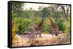 Awesome South Africa Collection - Giraffes and Burchell's Zebra-Philippe Hugonnard-Framed Stretched Canvas