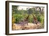 Awesome South Africa Collection - Giraffes and Burchell's Zebra-Philippe Hugonnard-Framed Premium Photographic Print