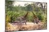 Awesome South Africa Collection - Giraffes and Burchell's Zebra-Philippe Hugonnard-Mounted Premium Photographic Print