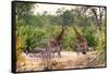 Awesome South Africa Collection - Giraffes and Burchell's Zebra-Philippe Hugonnard-Framed Stretched Canvas