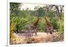 Awesome South Africa Collection - Giraffes and Burchell's Zebra-Philippe Hugonnard-Framed Photographic Print