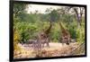 Awesome South Africa Collection - Giraffes and Burchell's Zebra-Philippe Hugonnard-Framed Photographic Print