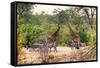 Awesome South Africa Collection - Giraffes and Burchell's Zebra-Philippe Hugonnard-Framed Stretched Canvas