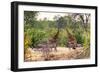 Awesome South Africa Collection - Giraffes and Burchell's Zebra-Philippe Hugonnard-Framed Photographic Print