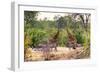 Awesome South Africa Collection - Giraffes and Burchell's Zebra-Philippe Hugonnard-Framed Photographic Print