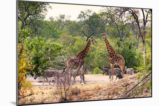 Awesome South Africa Collection - Giraffes and Burchell's Zebra-Philippe Hugonnard-Mounted Photographic Print